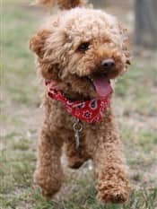 Red maltipoo deals full grown